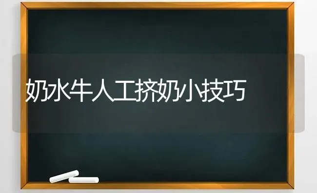 奶水牛人工挤奶小技巧 | 养殖知识