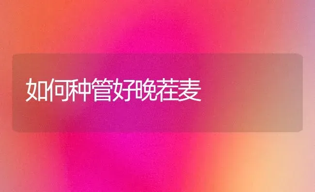 如何种管好晚茬麦 | 养殖知识