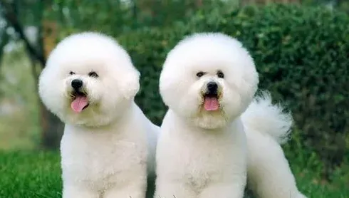 比熊吐黄水有泡沫是怎么回事,比熊吐黄水是饿了吗，比熊犬吐黄沫吃药吗？
