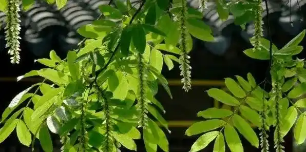 杨树春天掉落的是什么 | 常识大全