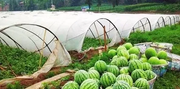 西瓜种植过错中容易忽略的3个技术管理要点！ | 妙招大全