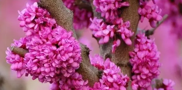 紫金花和紫荆花一样吗 | 三农知识