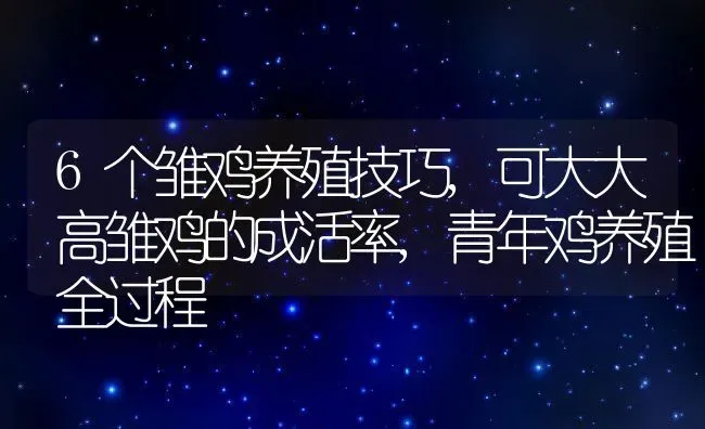 6个雏鸡养殖技巧,可大大高雏鸡的成活率,青年鸡养殖全过程 | 养殖学堂