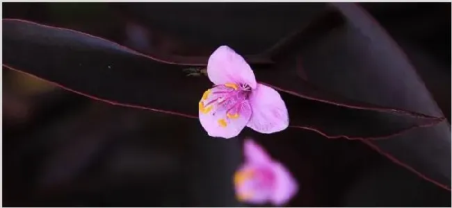 紫鸭趾草要摘心吗 | 农广天地