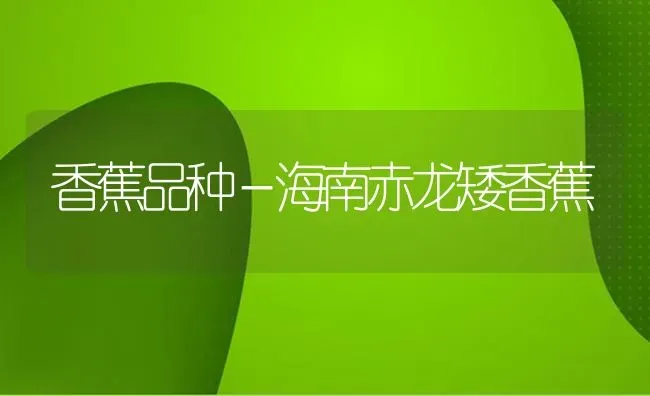 香蕉品种－海南赤龙矮香蕉 | 养殖知识