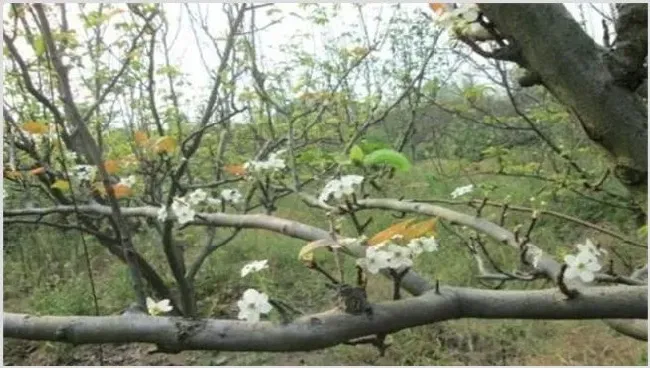 梨树花期如何管理？梨树的花期管理技术 | 农广天地