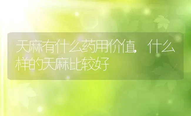 天麻有什么药用价值,什么样的天麻比较好 | 养殖学堂