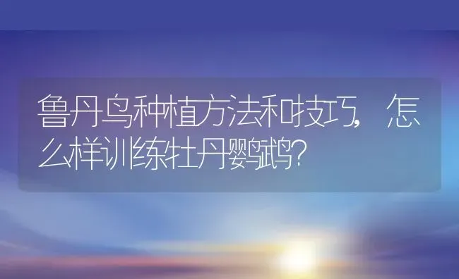 鲁丹鸟种植方法和技巧,怎么样训练牡丹鹦鹉？ | 养殖科普