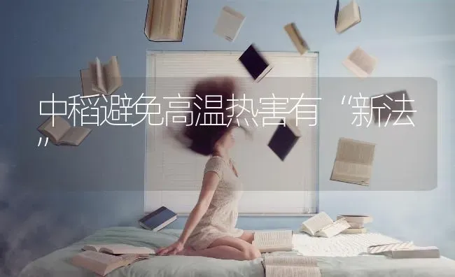 中稻避免高温热害有“新法” | 养殖知识