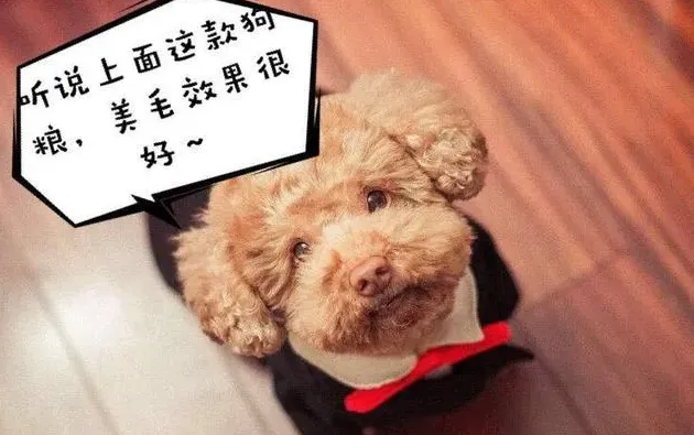 泰迪幼犬狗粮哪个牌子好,什么牌子的泰迪狗粮比较好啊？