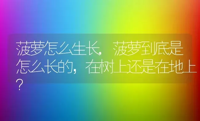 菠萝怎么生长,菠萝到底是怎么长的，在树上还是在地上？ | 养殖科普