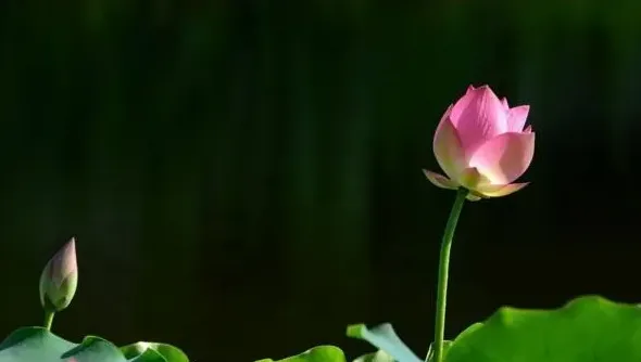 莲花的象征意义,荷花的寓意？