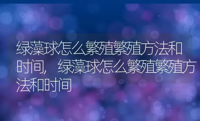 绿藻球怎么繁殖繁殖方法和时间,绿藻球怎么繁殖繁殖方法和时间 | 养殖科普