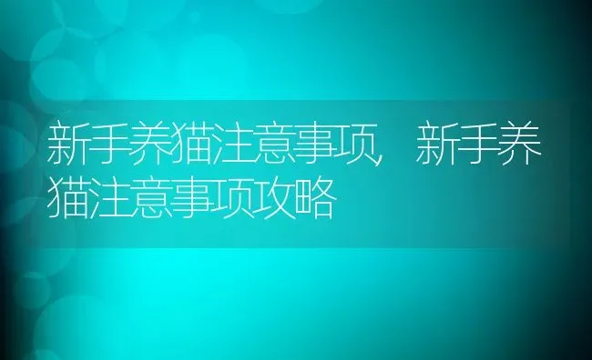 新手养猫注意事项,新手养猫注意事项攻略 | 养殖资料