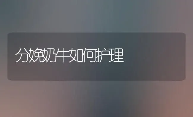 分娩奶牛如何护理 | 养殖技术大全