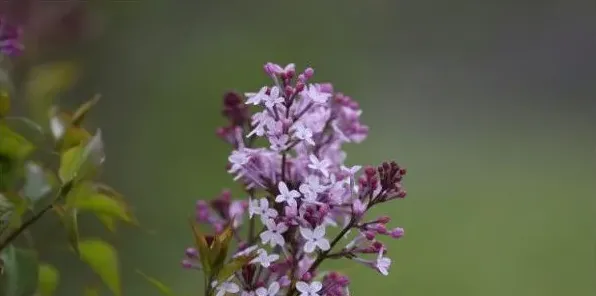 丁香植物是什么样子 | 生活常识