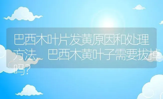 巴西木叶片发黄原因和处理方法,巴西木黄叶子需要拔掉吗？ | 养殖科普