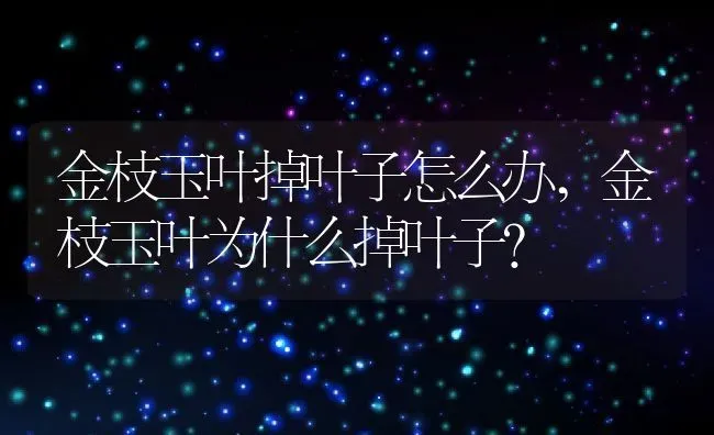 金枝玉叶掉叶子怎么办,金枝玉叶为什么掉叶子？ | 养殖科普