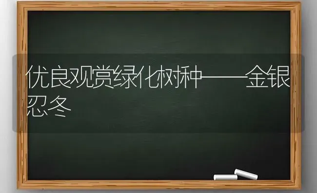 优良观赏绿化树种——金银忍冬 | 养殖知识