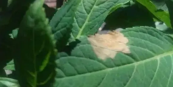植物叶子边缘焦枯什么原因,月季叶子边缘焦枯新芽正常？