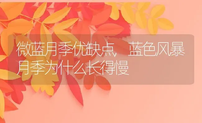 微蓝月季优缺点,蓝色风暴月季为什么长得慢 | 养殖学堂