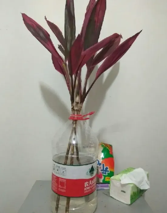 红色富贵竹怎么养才红,红色富贵竹为何不红？
