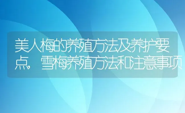 美人梅的养殖方法及养护要点,雪梅养殖方法和注意事项 | 养殖学堂