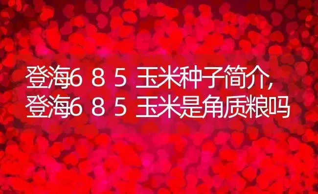 登海685玉米种子简介,登海685玉米是角质粮吗 | 养殖学堂