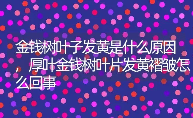 金钱树叶子发黄是什么原因,厚叶金钱树叶片发黄褶皱怎么回事 | 养殖学堂