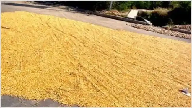 玉米播种前晒种技术 | 实用知识