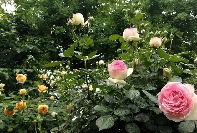 月季什么时候扦插最好,月季花什么时候扦插？