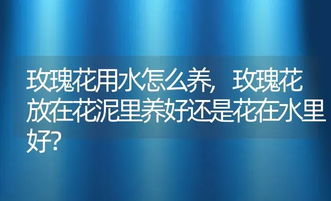 玫瑰花用水怎么养,玫瑰花放在花泥里养好还是花在水里好？ | 养殖科普