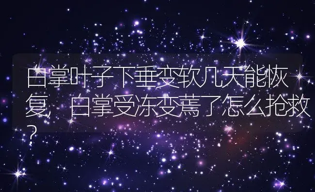 白掌叶子下垂变软几天能恢复,白掌受冻变蔫了怎么抢救？ | 养殖科普