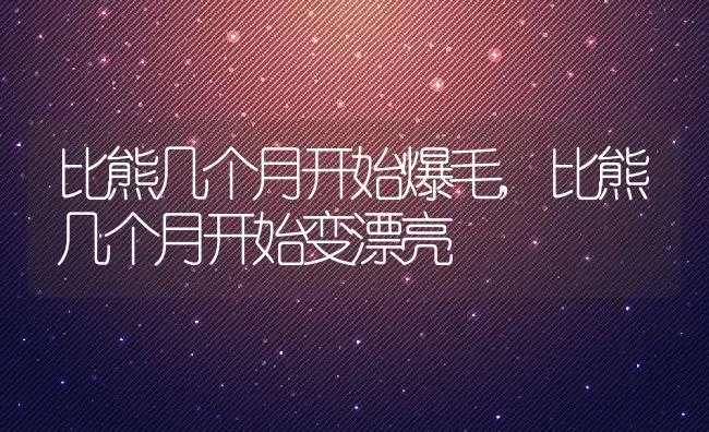 比熊几个月开始爆毛,比熊几个月开始变漂亮 | 养殖学堂