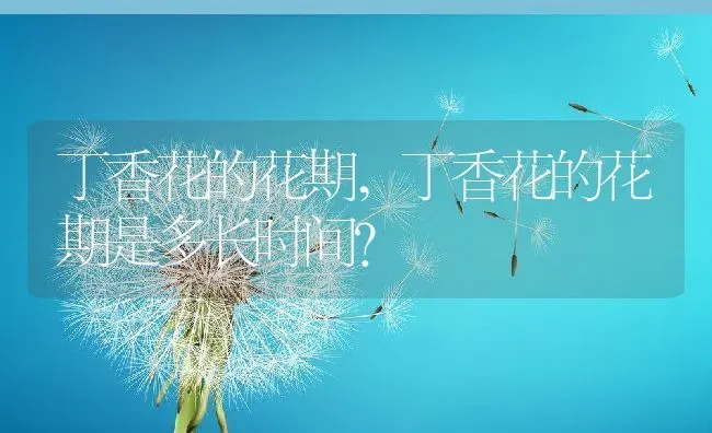 丁香花的花期,丁香花的花期是多长时间？ | 养殖科普