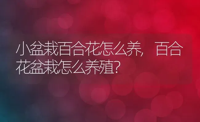 小盆栽百合花怎么养,百合花盆栽怎么养殖？ | 养殖科普