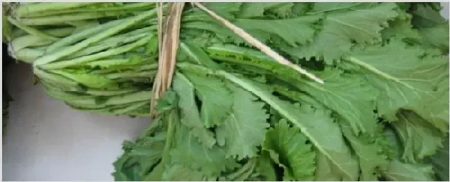 雪里红种植时间和方法 | 实用知识