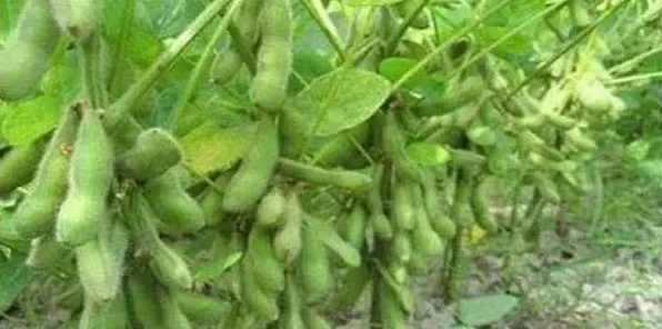 大豆出现空荚是什么原因造成的？这4个方面建议尽早了解清楚！ | 生活常识