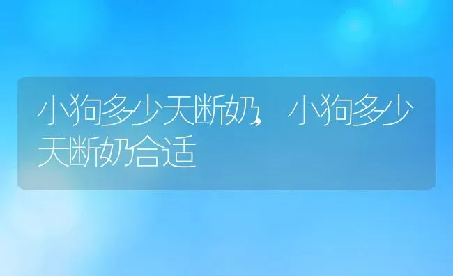 小狗多少天断奶,小狗多少天断奶合适 | 养殖科普