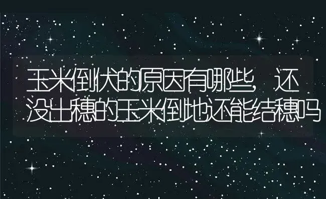 玉米倒伏的原因有哪些,还没出穗的玉米倒地还能结穗吗 | 养殖学堂