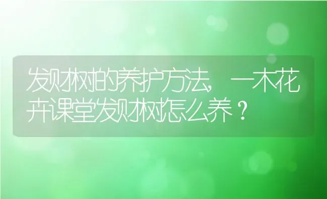 发财树的养护方法,一木花卉课堂发财树怎么养？ | 养殖科普