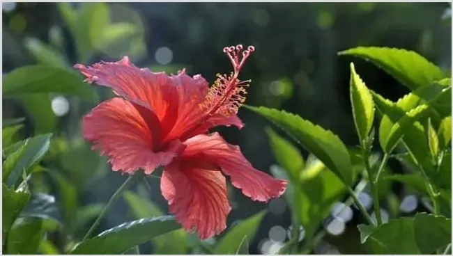 紫荆花叶片发黄原因及防治方法 | 常识大全