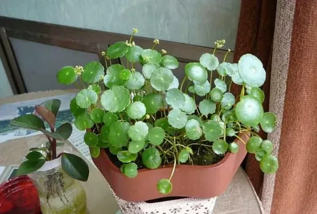 铜钱草开花吗花期长的什么样子,铜钱草的花？