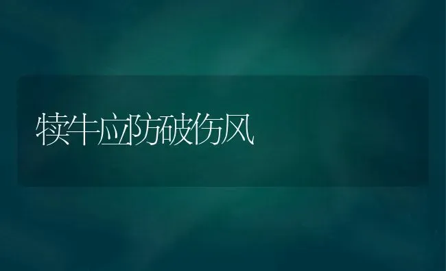 犊牛应防破伤风 | 养殖知识