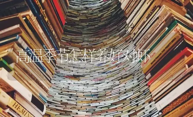 高温季节怎样养好对虾 | 养殖知识