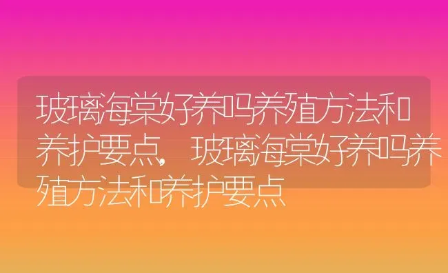 玻璃海棠好养吗养殖方法和养护要点,玻璃海棠好养吗养殖方法和养护要点 | 养殖科普