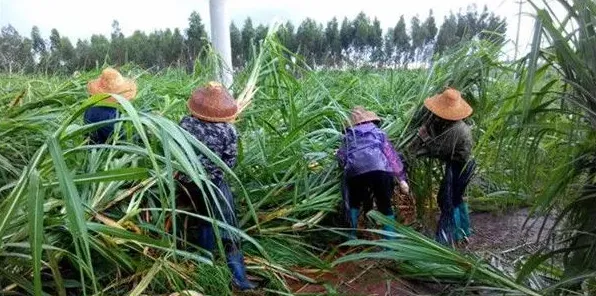 南方地区冬植甘蔗的高产栽培技术 | 实用知识