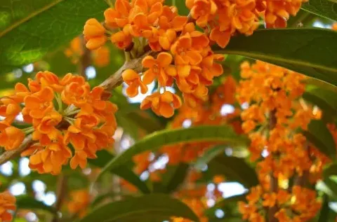 红桂花有毒吗,十大致癌花卉是什么花？