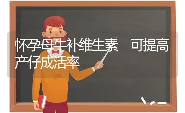 怀孕母牛补维生素 可提高产仔成活率 | 养殖技术大全