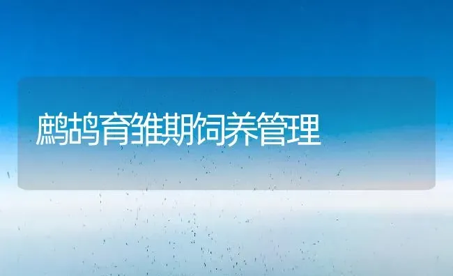 鹧鸪育雏期饲养管理 | 养殖技术大全